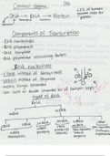 Cell Biology and Physiology (BSCI330) Ch. 6 Notes