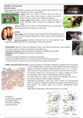 Tema 21 Fisiología Animal