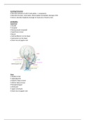 Anatomy - Palate & Lymphatic Drainage