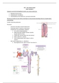 Leerdoelen HC 3 NAF - het urinaire stelsel