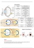 The Eye and Muscle Summary Sheet