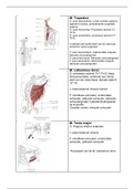 Kaartjes anatomie in vivo LWP 1/2/3/4 leerjaar 1