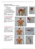 Samenvatting Anatomie in vivo, fysiotherapie jaar 1, blok 2