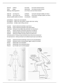Samenvatting bewegingsrichtingen Anatomie en fysiologie hs 5