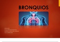 Anatomia de los bronquios