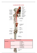 vascularisatie bekken en been