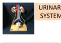 THE URINARY SYSTEM