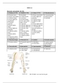 Anatomie in VIVO blok 1.4 
