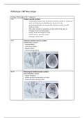 Pathologie LWP Neurologie, leerjaar 2