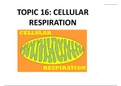 Cellular Respiration 164-pages 