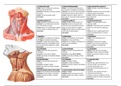 Músculos Anatomía 2
