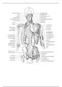 Overzicht anatomie bovenste extremiteiten en romp (spieren, botten, ligamenten)