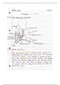 Transport in Animals Notes