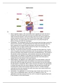Unit 11 Physiology of Human Body Systems 