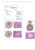 Histologie computerpracticum 2, testis en ovarium