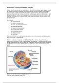 Anatomie & Fysiologie Hoofdstuk 2: cellen (met foto's)
