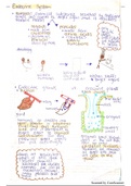Grade 12 Notes- Human Endocrine System 