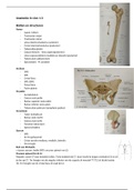 Anatomie in vivo blok 1.3