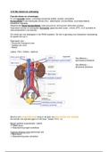 Anatomie fysiologie nieren en urinewegen 