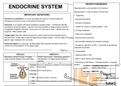 Endocrine system summaries 
