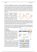 HC14-16 DNA virussen transcriptie & replicatie