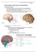 NAF - Grote hersenen, kleine hersenen en gezichtsbaan - HC1 Marc Veenstra