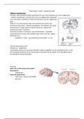 biopsychosociaal: zenuwstelsel