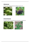 Plantkunde: Herbarium alfabetisch 2019-2020 