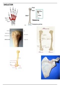 Skeletal System (annotated diagrams)