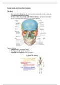 Central nervous system (CNS) Anatomy