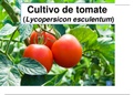 Plagas, enfermedades, manejo y todo lo referente al manejo del cultivo de tomate