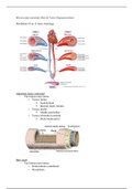 ORGAANSYSTEMEN - Hart en Vaten - Microscopie anatomie Hart