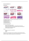 Immunologie en humane biologie (Blok 6)