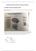 Samenvatting functionele neuroanatomie met inbegrip van hersendissectie