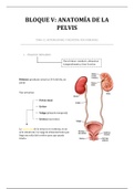 Anatomía parte V