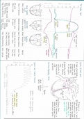 A-level AS Biology Chapter 8 Cardiac Cycle summary