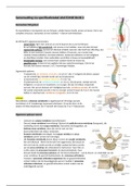 Fysiotherapie anatomie BLOK 2 kennistoets