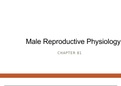 Physiology Male Reproductive System