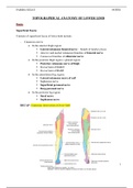 Topographical Anatomy of Lower Limb