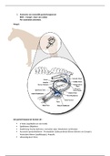 Anatomie mannelijk geslachtsapparaat