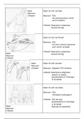 Flashcards innervatie spieren 