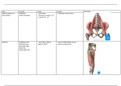 Anatomie alle origo's en inserties van jaar 1 (89 spieren)