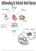 Inflammatory and Valvular Heart Disease