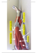 Exam#3_Muscles of Thigh