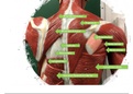Exam#3_Muscles of Full Size Model