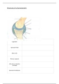 Unit 1 - Principles of anatomy & Physiology in sport (D*) Structure of a Synovial Joint worksheet