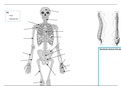 Unit 1 - Principles of anatomy & Physiology in sport (D*) Skeletal system worksheet worksheet
