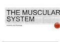 Unit 1 - Principles of anatomy & Physiology in sport (D*) THE MUSCULAR SYSTEM