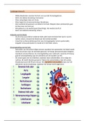 Cardiologie basisstof voor de digitale kennistoets thema 8 leerjaar 3 mbo verpleegkunde Albeda