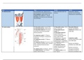 Anatomie blok 1.3 alle origo's en inserties voor het tentame